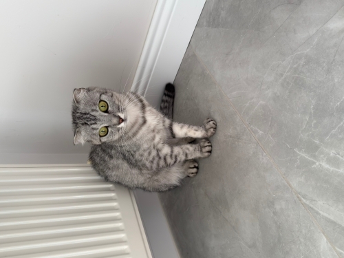 Toy Poodle - Scottish fold dişi - Fotoğraf 6