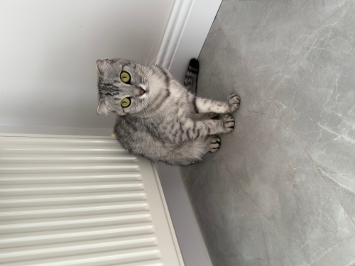 Toy Poodle - Scottish fold dişi - Fotoğraf 7