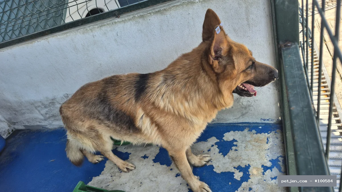 Alman Kurdu - Asil, Zeki, Sadık Bir Dost Alman Çoban Köpeği Alman Kurdu - Fotoğraf 2