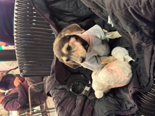 Beagle - Loki Yeni Ailesini Arıyor