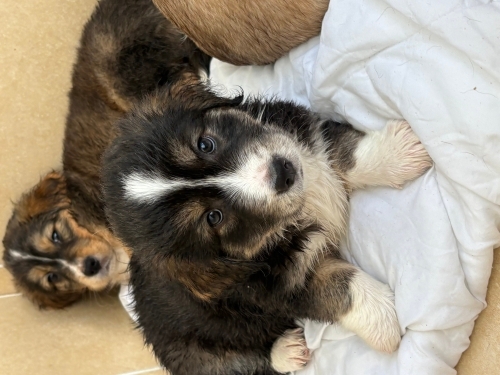 Beagle - Ücretsiz sahiplendirilecektir - Fotoğraf 3