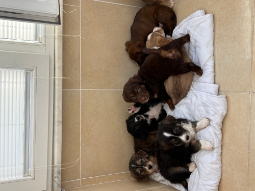 Beagle - Ücretsiz sahiplendirilecektir - Fotoğraf 4