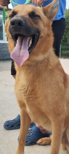 Belçika Malinois - 2 yaşında oğlumu ücretsiz sahiplendiriyorum.