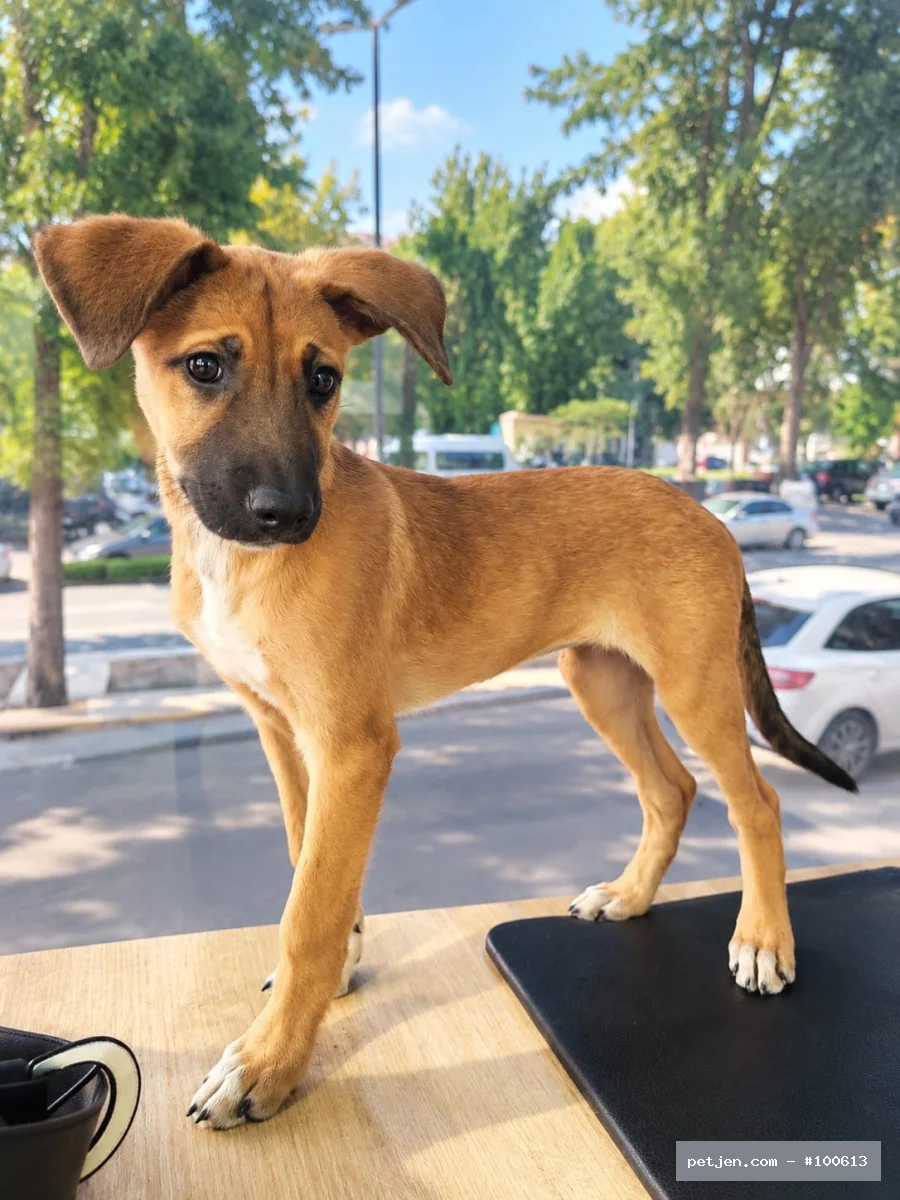 MALİNOİS KIRMASI MİNİK KIZIMIZA ÖMÜRLÜK YUVA ARIYORUZ 🐾