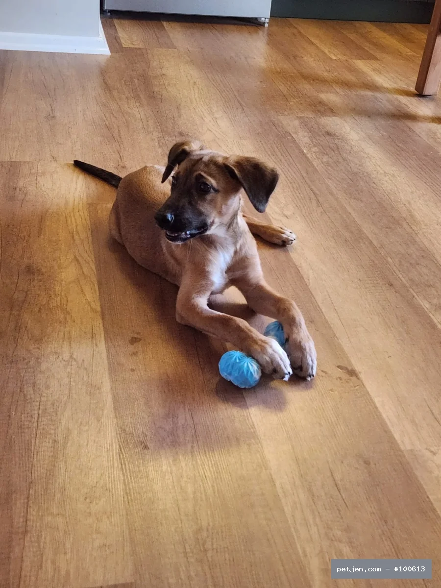 Belçika Malinois - MALİNOİS KIRMASI MİNİK KIZIMIZA ÖMÜRLÜK YUVA ARIYORUZ 🐾 - Fotoğraf 2