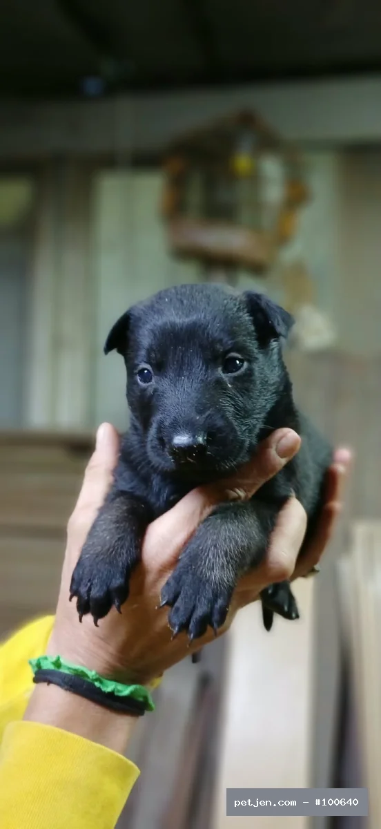 Belçika Malinois - KARA MASKE REZERVEYE AÇIK  MALİNOİS YAVRULAR - Fotoğraf 2