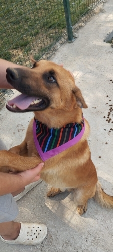 Belçika Malinois - 2 yaşında oğlumu ücretsiz sahiplendiriyorum. - Fotoğraf 3