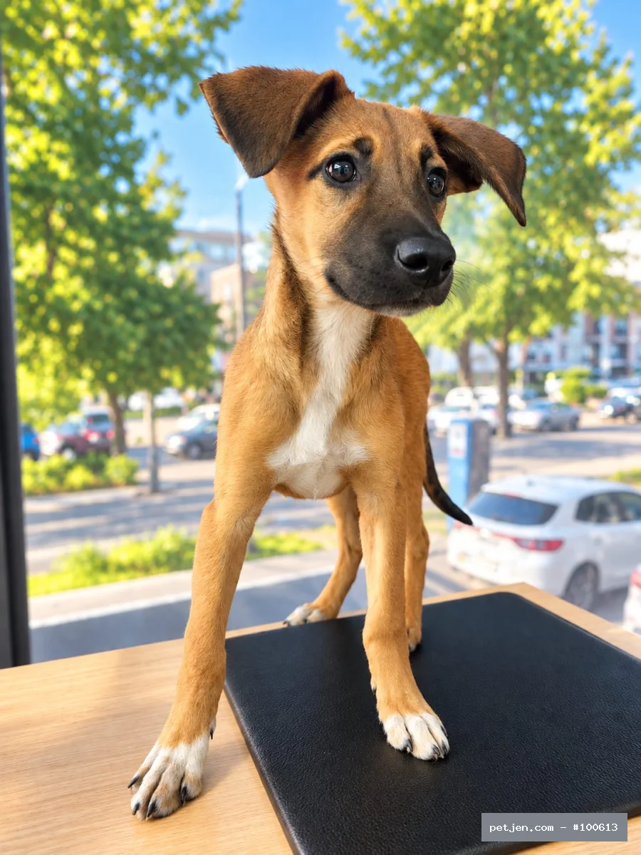 Belçika Malinois - MALİNOİS KIRMASI MİNİK KIZIMIZA ÖMÜRLÜK YUVA ARIYORUZ 🐾 - Fotoğraf 3