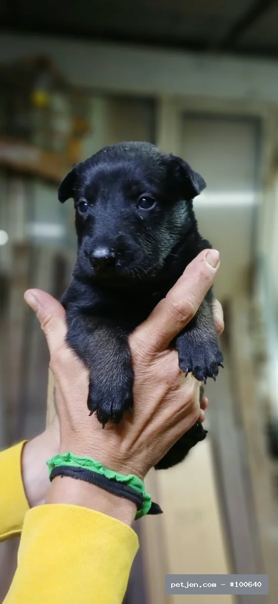 Belçika Malinois - KARA MASKE REZERVEYE AÇIK  MALİNOİS YAVRULAR - Fotoğraf 3