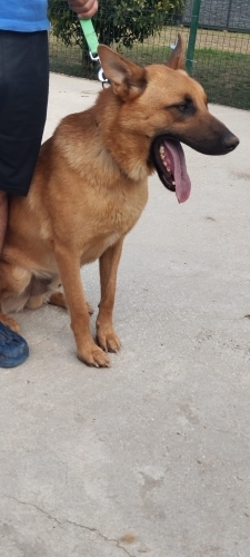 Belçika Malinois - 2 yaşında oğlumu ücretsiz sahiplendiriyorum. - Fotoğraf 4