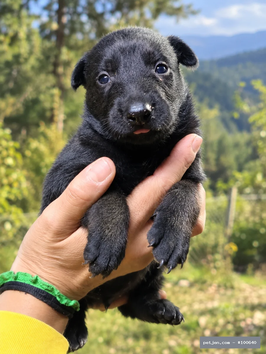 Belçika Malinois - KARA MASKE REZERVEYE AÇIK  MALİNOİS YAVRULAR - Fotoğraf 4