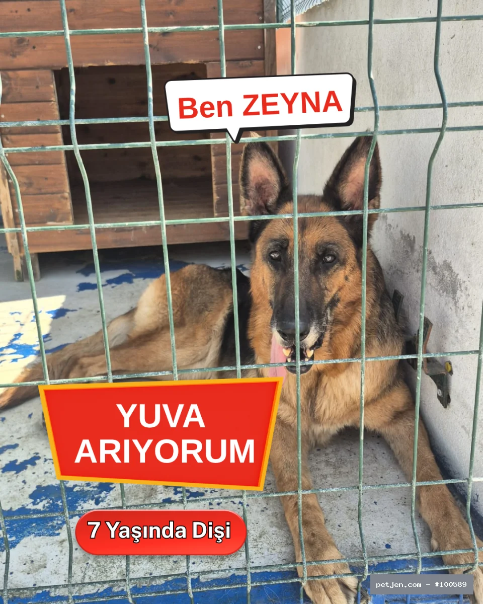 Gerçek Dost Arıyorsan Zeyna