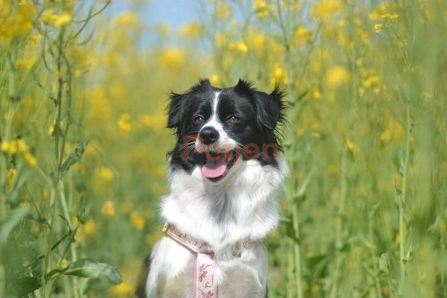 Border Collie - sözleşme ile yuva arıyoruz İstanbul civarı. Kesinlikle bahçe - Fotoğraf 2