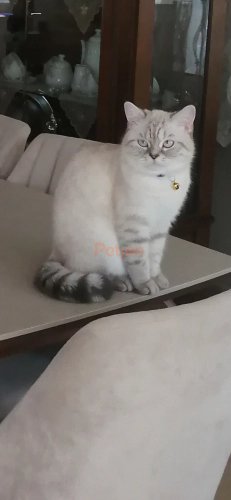 British Shorthair - #malinois ANTALYA