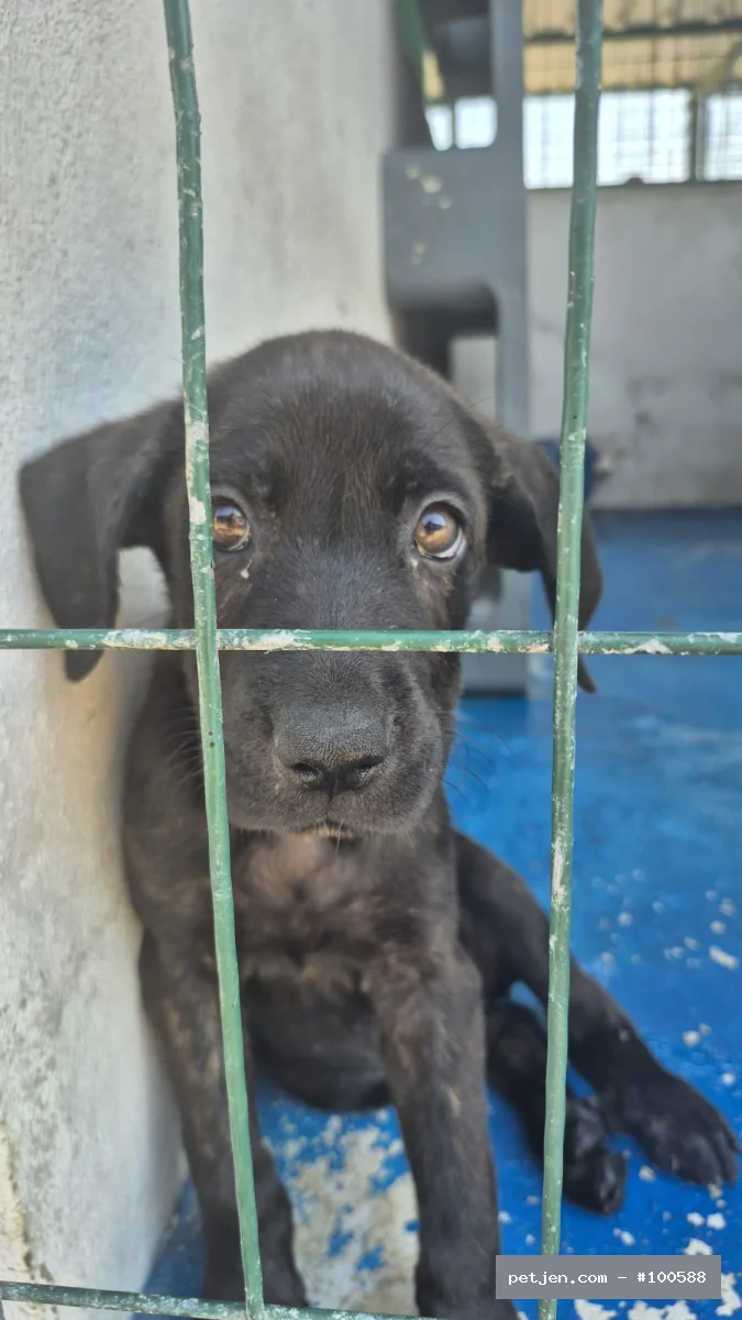 Cane Corso Italiano - Gece Yuvasını Arıyor