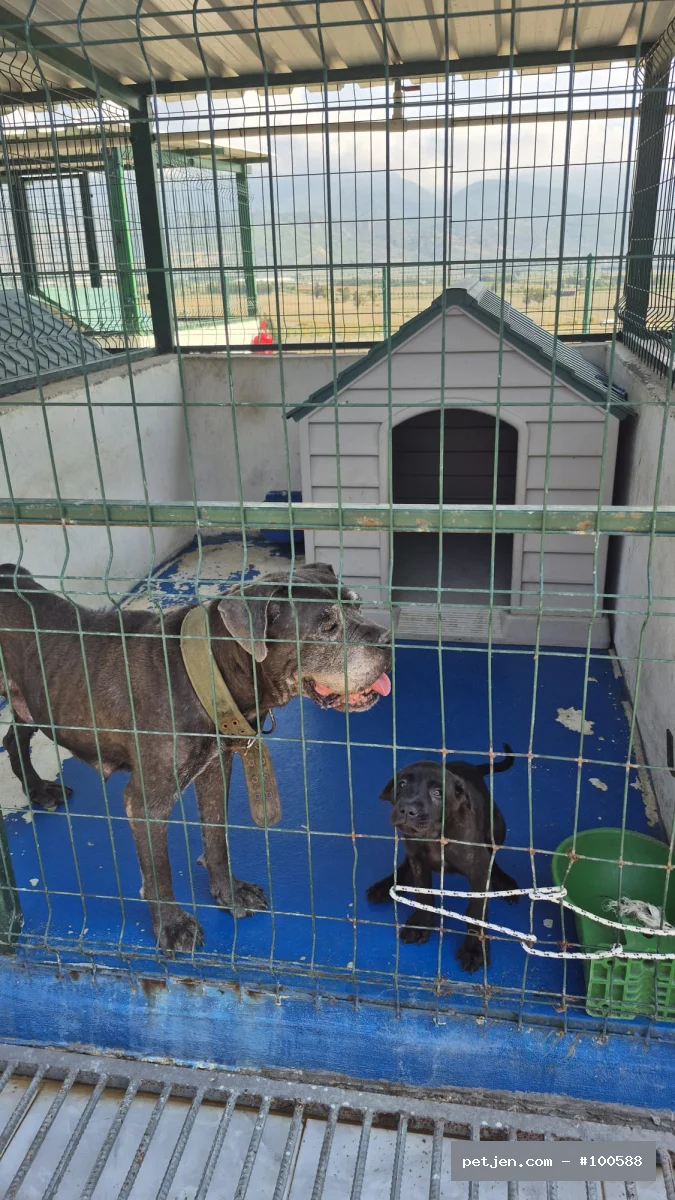 Cane Corso Italiano - Gece Yuvasını Arıyor - Fotoğraf 2