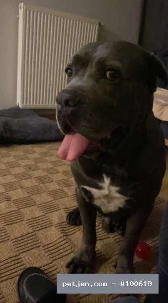 Cane Corso Italiano - Geçici Yuvasından Ücretsiz Cane Corso - Fotoğraf 2