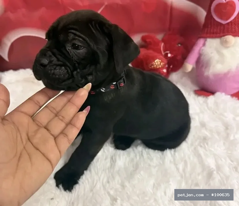 Cane Corso Italiano - A++ Yavrularımız - Fotoğraf 2