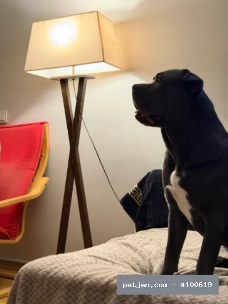 Cane Corso Italiano - Geçici Yuvasından Ücretsiz Cane Corso - Fotoğraf 3