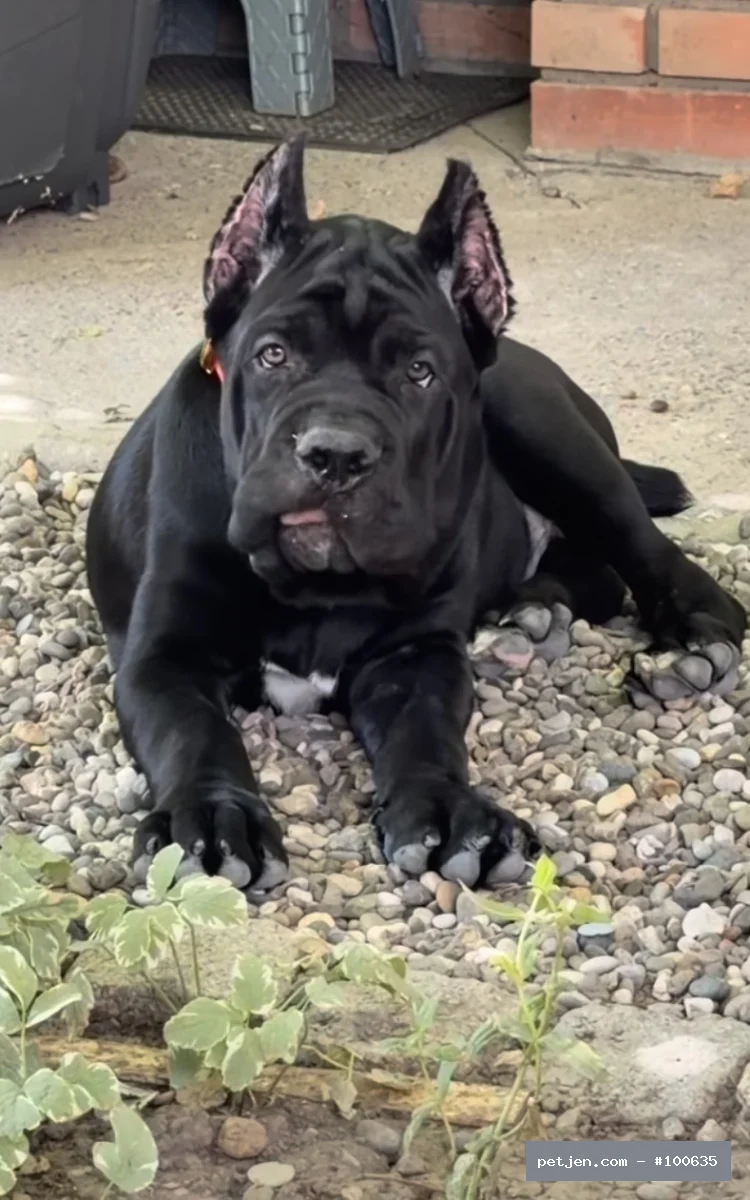 Cane Corso Italiano - A++ Yavrularımız - Fotoğraf 4