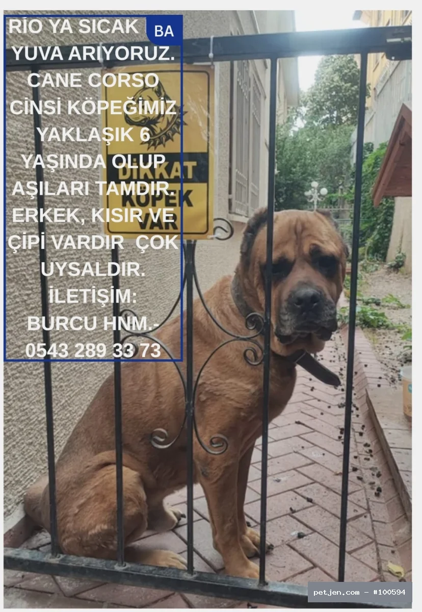 Cane Corso Ücretsiz Sahiplendirme