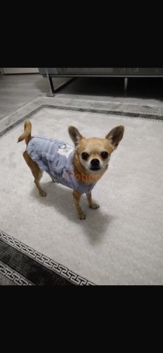 Chihuahua (Şivava) - cep Herkülüm enerjili oyun sever