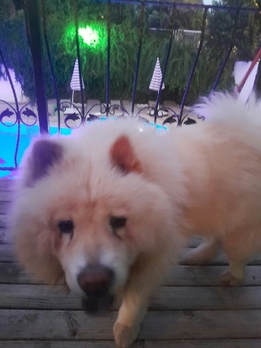Chow Chow (Çin Aslanı) - Cin aslanı Yuva arıyor - Fotoğraf 2