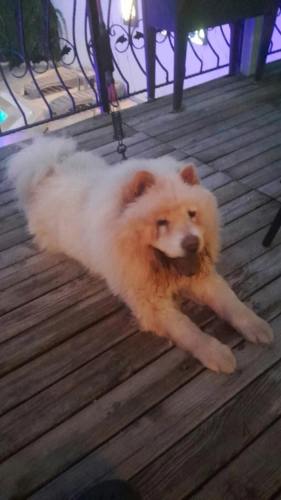 Chow Chow (Çin Aslanı) - Cin aslanı Yuva arıyor - Fotoğraf 3