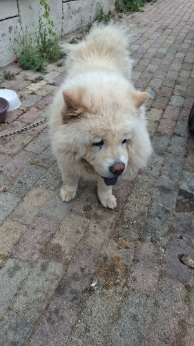 Chow Chow (Çin Aslanı) - Cin aslanı Yuva arıyor - Fotoğraf 4