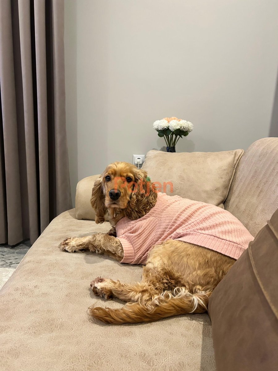 Cocker Spaniel - Aşırı Sevimli ve Güzel Kızımız