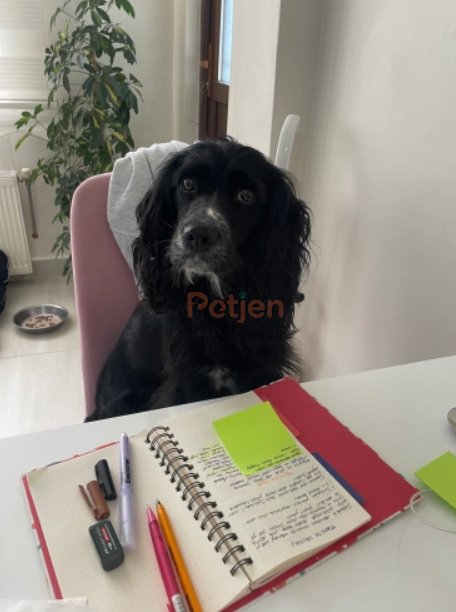 Cocker Spaniel - Zilli Ömürlük Yuva Arıyor