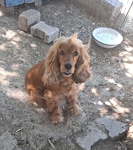 Cocker Spaniel - Genç Dişi Cocker Yuva Arıyor
