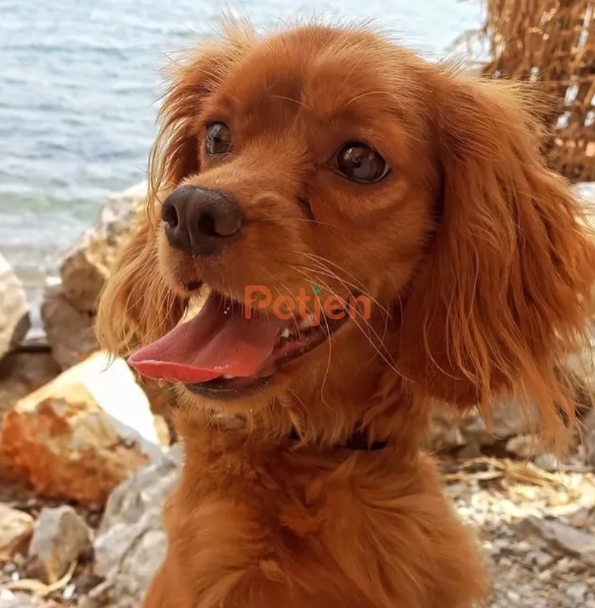 Cocker Spaniel - 3 Yaşında Dişi Cocker - Fotoğraf 2