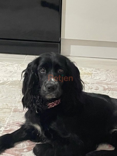 Cocker Spaniel - Zilli Ömürlük Yuva Arıyor - Fotoğraf 2