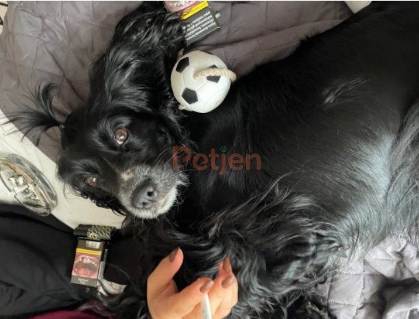 Cocker Spaniel - Zilli Ömürlük Yuva Arıyor - Fotoğraf 3