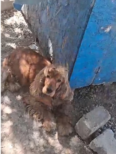 Cocker Spaniel - Genç Dişi Cocker Yuva Arıyor - Fotoğraf 3