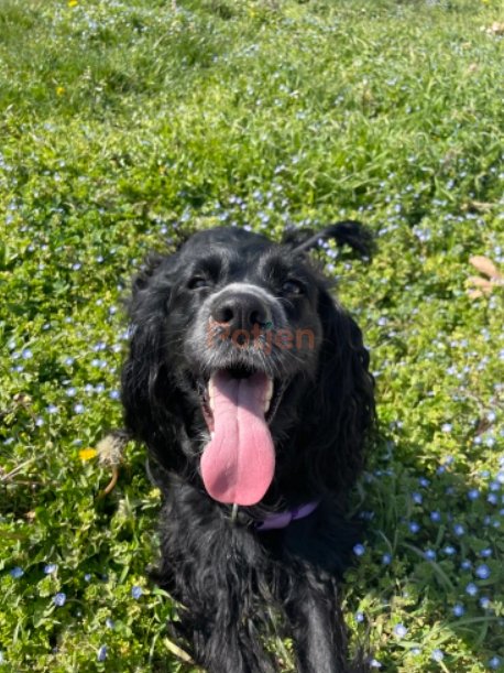 Cocker Spaniel - Zilli Ömürlük Yuva Arıyor - Fotoğraf 4