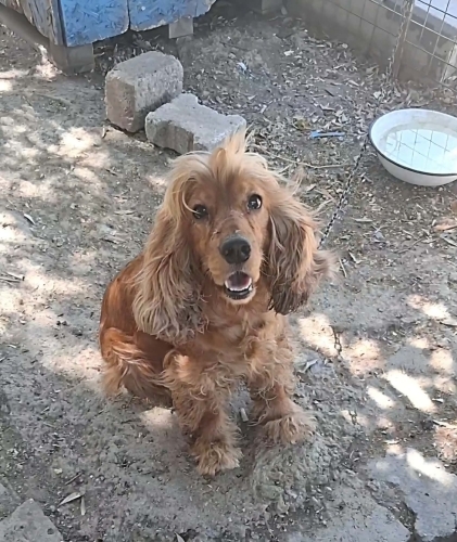 Cocker Spaniel - Genç Dişi Cocker Yuva Arıyor - Fotoğraf 4