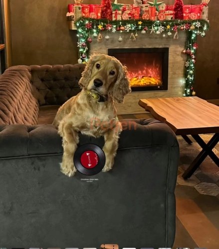 Cocker Spaniel - Erzurumda 4 yaşında hareketli bir köpek. Alan problemimizden