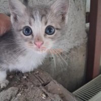 Diğer (Diğer Irk / Melez Köpek) - Hatay ve tüm iller