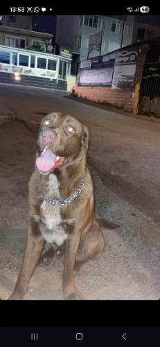 Diğer (Diğer Irk / Melez Köpek) - Corso labrador kırması