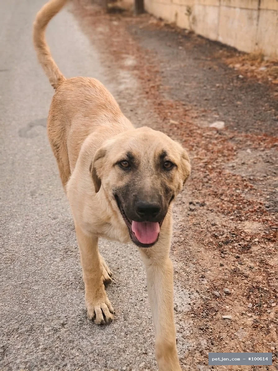 Diğer (Diğer Irk / Melez Köpek) - Paşa’nın Hikâyesi Mutlu Bitsin 🐾 Bu Gülüşün Arkasında Yuva Özlemi Var: Paşa