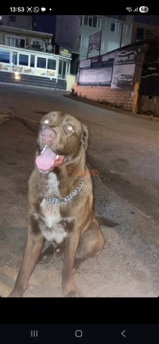 Diğer (Diğer Irk / Melez Köpek) - Corso labrador kırması - Fotoğraf 2