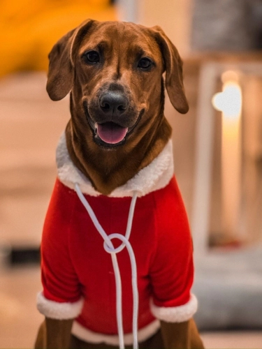Diğer (Diğer Irk / Melez Köpek) - Anne cocker babası av köpeği eğitimli - Fotoğraf 2