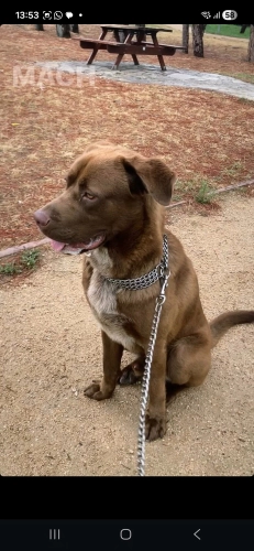 Diğer (Diğer Irk / Melez Köpek) - Corso labrador kırması - Fotoğraf 3