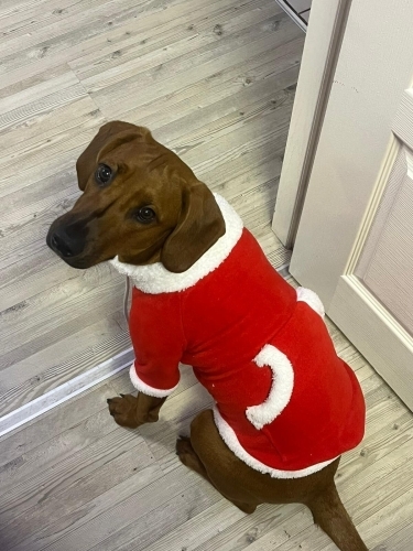 Diğer (Diğer Irk / Melez Köpek) - Anne cocker babası av köpeği eğitimli - Fotoğraf 3