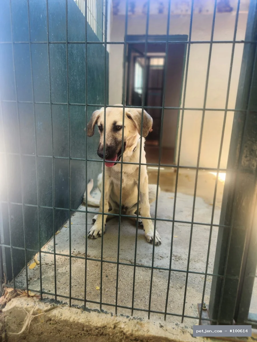Diğer (Diğer Irk / Melez Köpek) - Paşa’nın Hikâyesi Mutlu Bitsin 🐾 Bu Gülüşün Arkasında Yuva Özlemi Var: Paşa - Fotoğraf 3