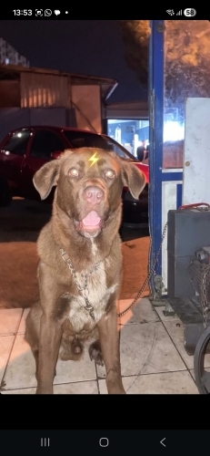 Diğer (Diğer Irk / Melez Köpek) - Corso labrador kırması - Fotoğraf 4