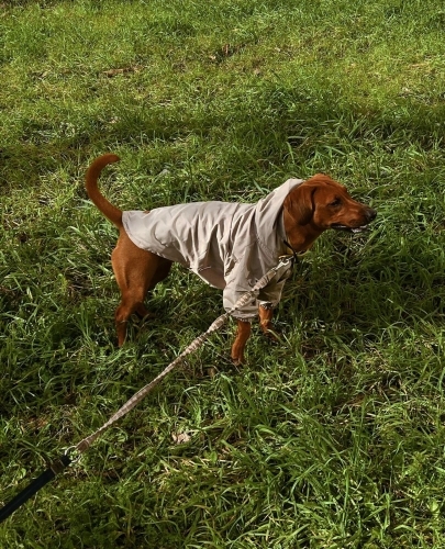 Diğer (Diğer Irk / Melez Köpek) - Anne cocker babası av köpeği eğitimli - Fotoğraf 4