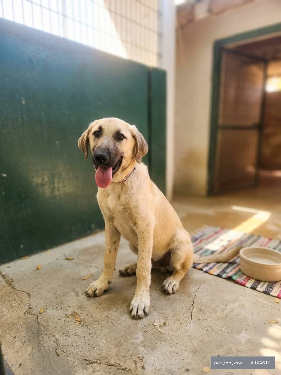 Diğer (Diğer Irk / Melez Köpek) - Paşa’nın Hikâyesi Mutlu Bitsin 🐾 Bu Gülüşün Arkasında Yuva Özlemi Var: Paşa - Fotoğraf 4
